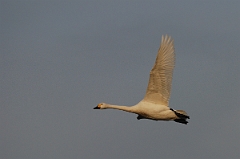 David Plant Photography - Wildlife Photographer - Bewick's swan flying - J